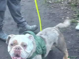 Olde English Bulldogge dogs 1 year old old English bulldog Max in Orpington - Advert 1