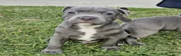 Staffordshire Bull Terrier dogs for sale: Staffordshire Bull Terrier  for sale  in Paisley - Advert 5