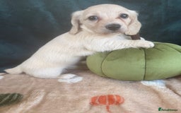 Miniature Dachshund dogs for sale: English creams miniature dachshunds  - Image 4