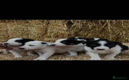 Border Collie dogs for sale: Beautiful cheeky border collies for sale - Image 18