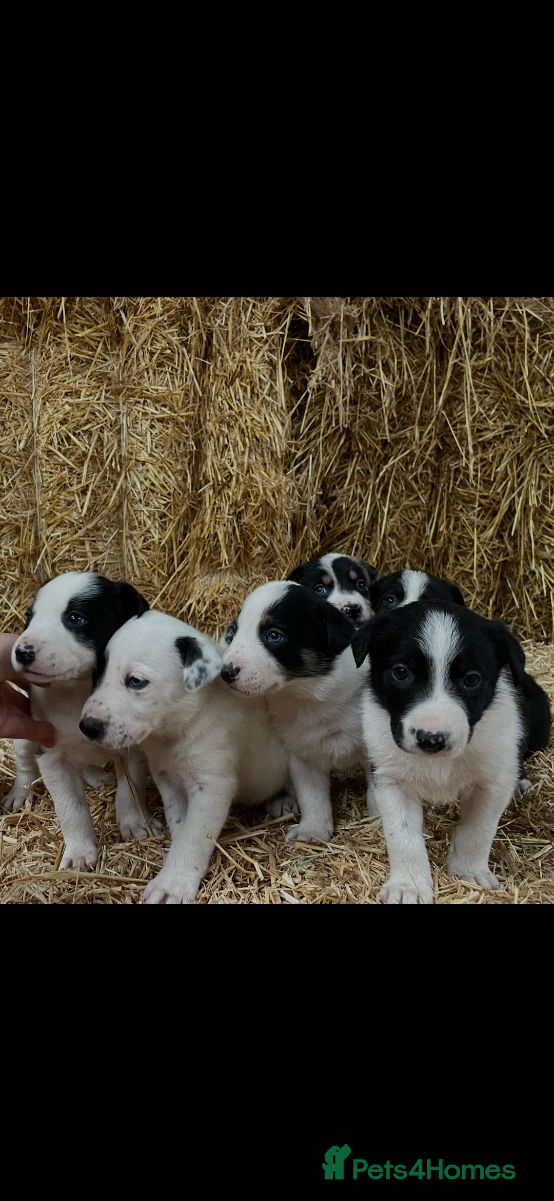 Border Collie dogs for sale: Beautiful cheeky border collies for sale - Image 18