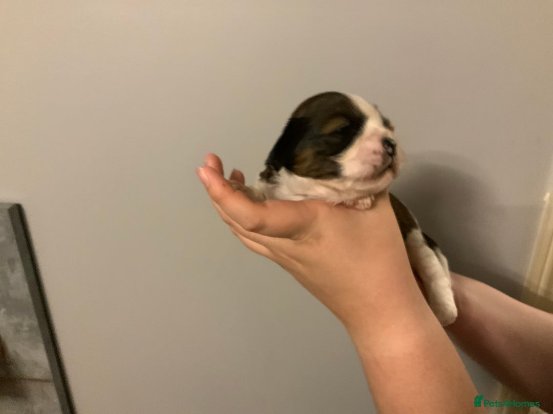 Cava Tzu dogs for sale: Gorgeous F1 Cava Ztu puppies - Image 14