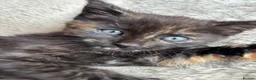 Mixed Breed cats for sale: Kittens Looking for Loving Families - Advert 6