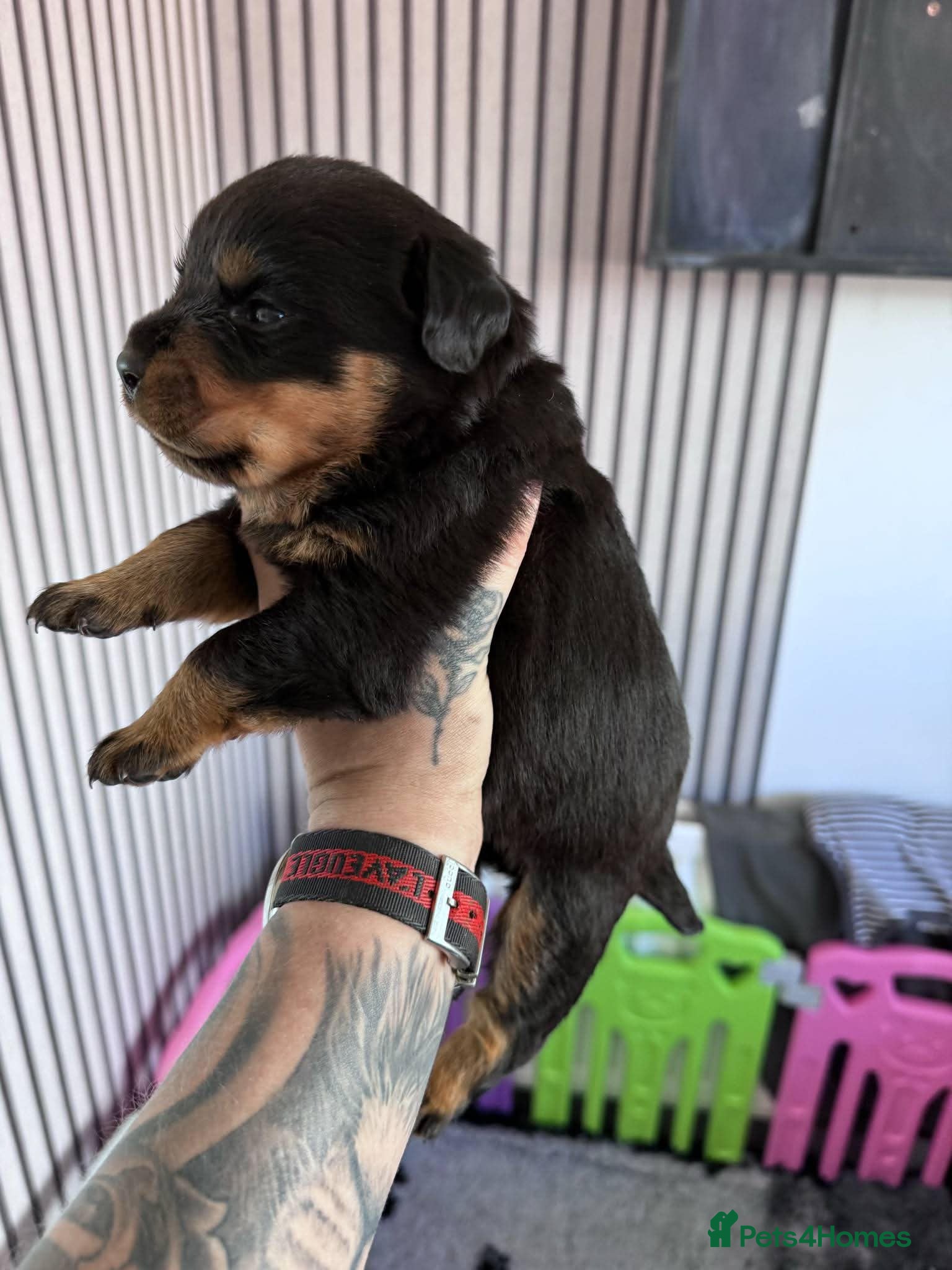 Rottweiler dogs German Lines Chunky Rottweiler Puppies - Advert 2