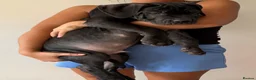 Cane Corso dogs for sale: BEAUTIFUL CANE CORSO puppies. PROTECTION+FAMILY - Advert 4