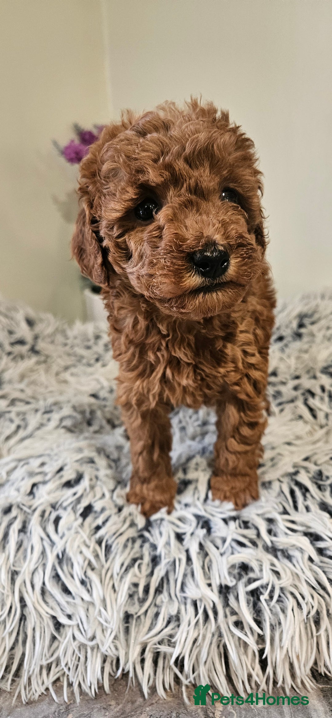 Toy Poodle dogs for sale: Beautiful Red Toy Poodle Puppies - Advert 17