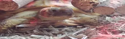 Tortoise reptiles for sale: Horsfield Tortoise Unsexed + Vivarium in Newcastle upon Tyne - Advert 3