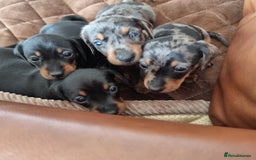 Miniature Dachshund dogs for sale: Stunning KC Health Tested Miniature Dachshunds - Image 24