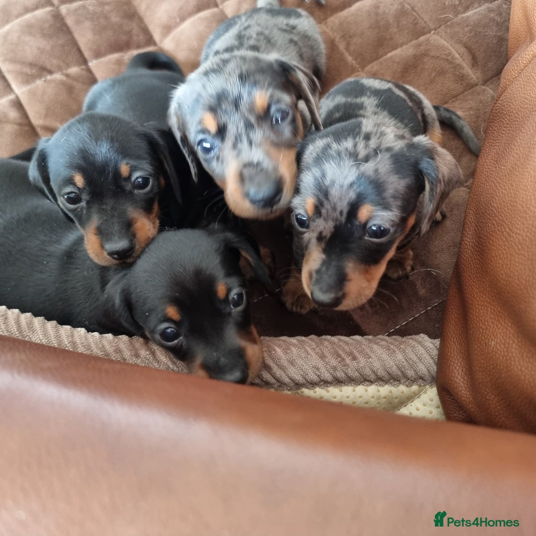 Miniature Dachshund dogs for sale: Stunning KC Health Tested Miniature Dachshunds - Image 24