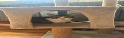 Mixed Breed cats for sale: Beautiful kittens ready now - Advert 9