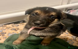 German Shepherd dogs for sale: BEAUTIFUL GERMAN SHEPHERD PUPPIES 😍 - Image 11