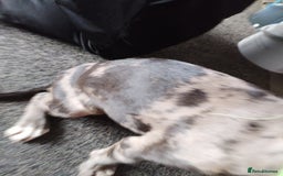 American Bulldog dogs for sale: Beautiful American bulldog  - Image 5