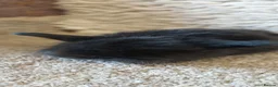 Mini Lop rabbits for sale: Minilop babys ready to reserve  - Advert 11