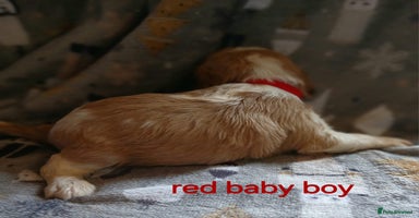 Cavalier King Charles Spaniel dogs - Advert 10