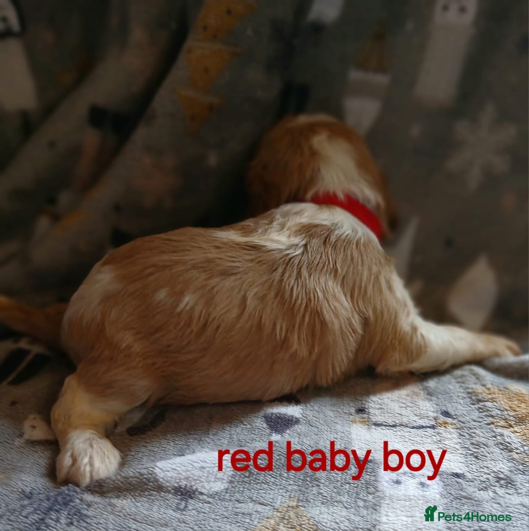 Cavalier King Charles Spaniel dogs for sale: DNA TESTED CAVALIER KING CHARLES  - Image 3