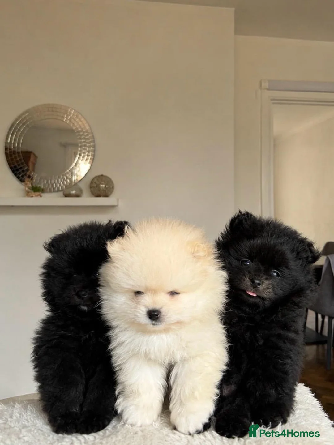 Pomeranian dogs for sale: Beautiful Pomeranian Puppies - Advert 2