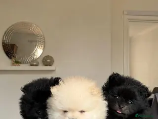 Pomeranian dogs Beautiful Pomeranian Puppies - Advert 1