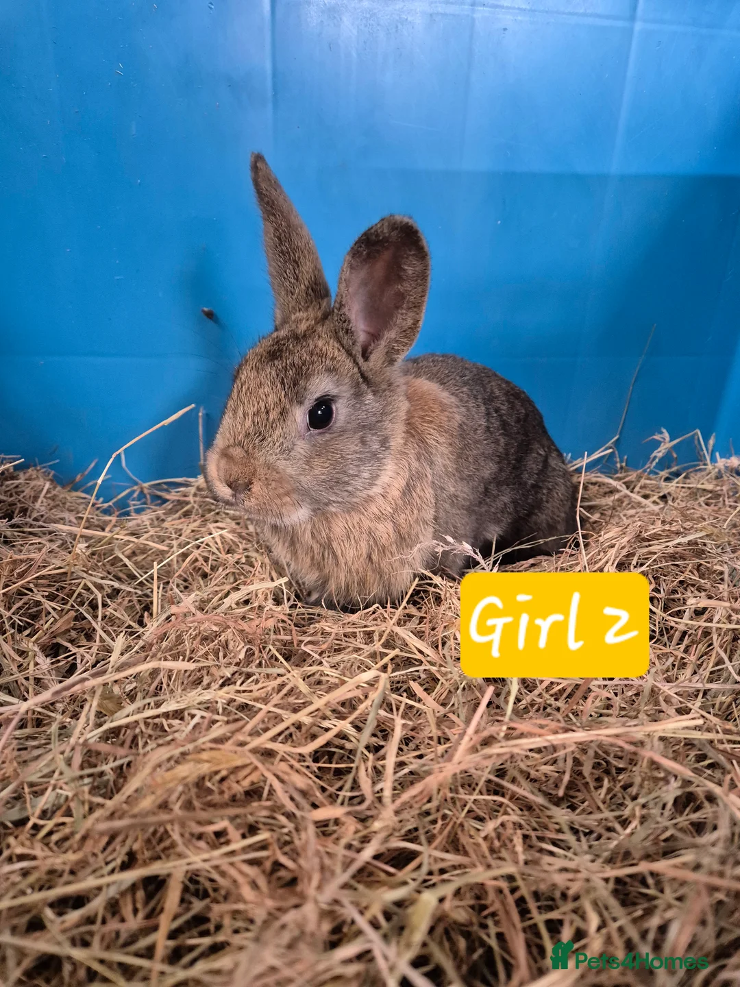 Mini Lop rabbits for sale: Baby Bunnies looking for new homes - Advert 3