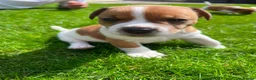Jack Russell dogs for sale: Jack russell puppies  - Advert 3
