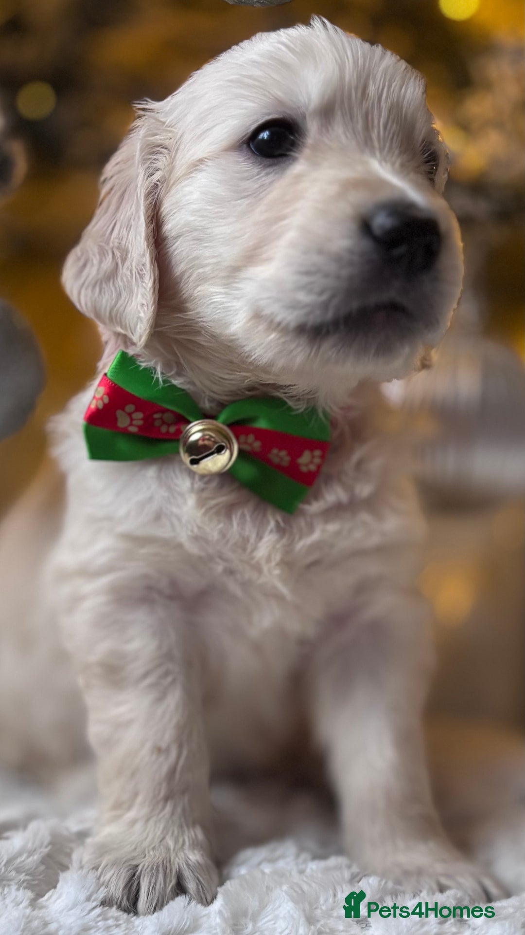 Golden Retriever dogs for sale: champion lines kc golden retriever puppies  - Advert 13