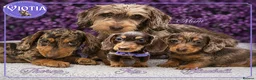 Miniature Dachshund dogs for sale: Ready now kc reg miniature dachshunds wire coats  - Advert 3