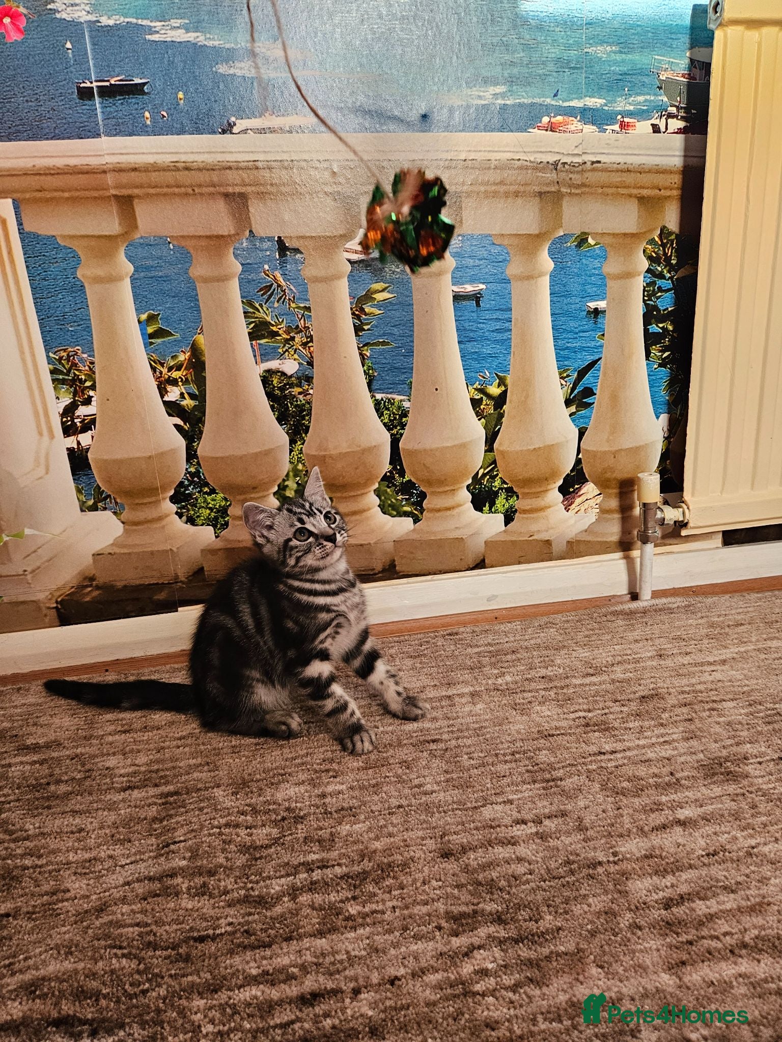 British Shorthair cats British Shorthair - Advert 1