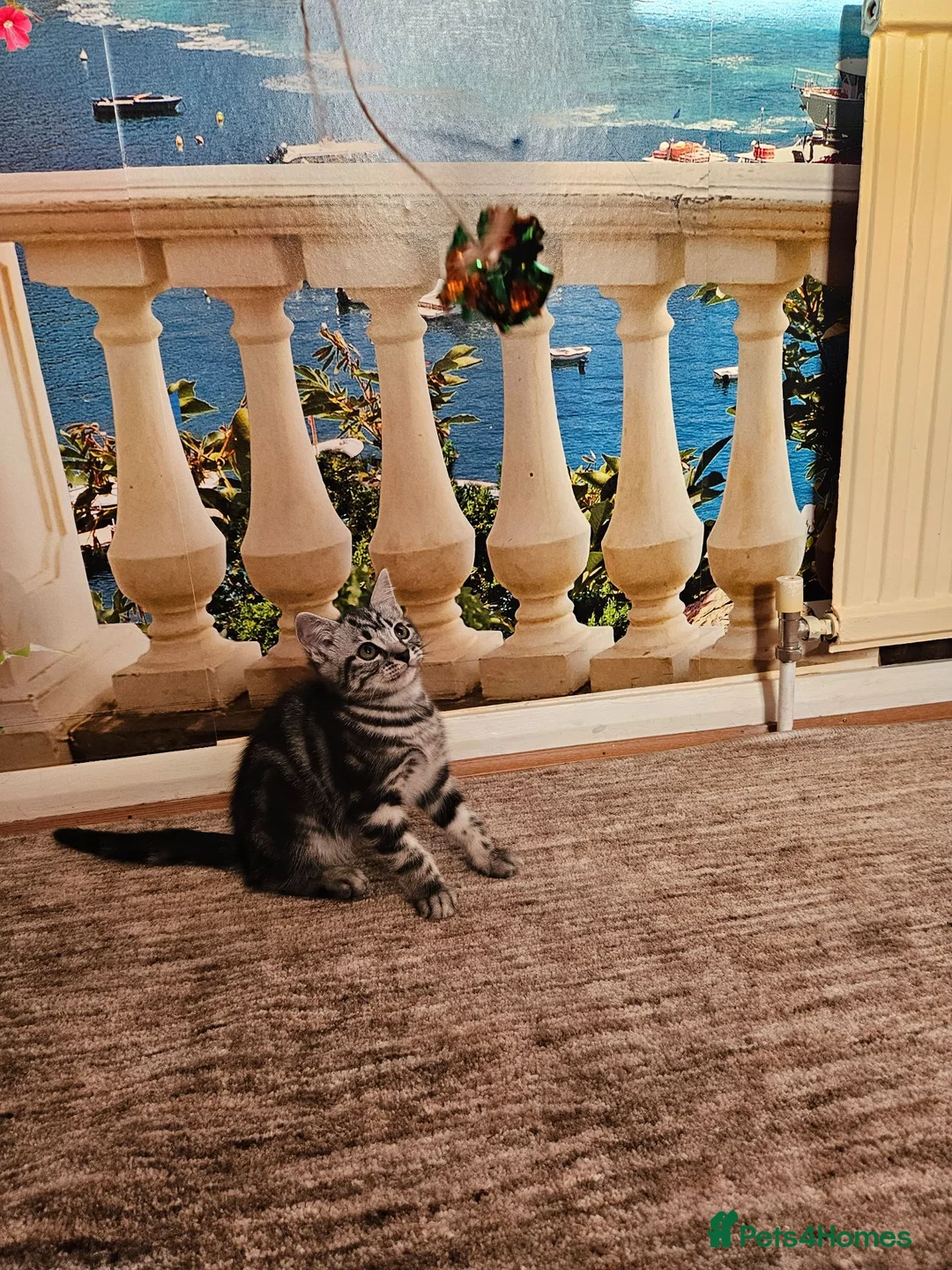 British Shorthair cats for sale: British Shorthair - Advert 1
