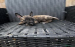 English Bull Terrier dogs for sale: English bull terrier (Working lines) - Image 6