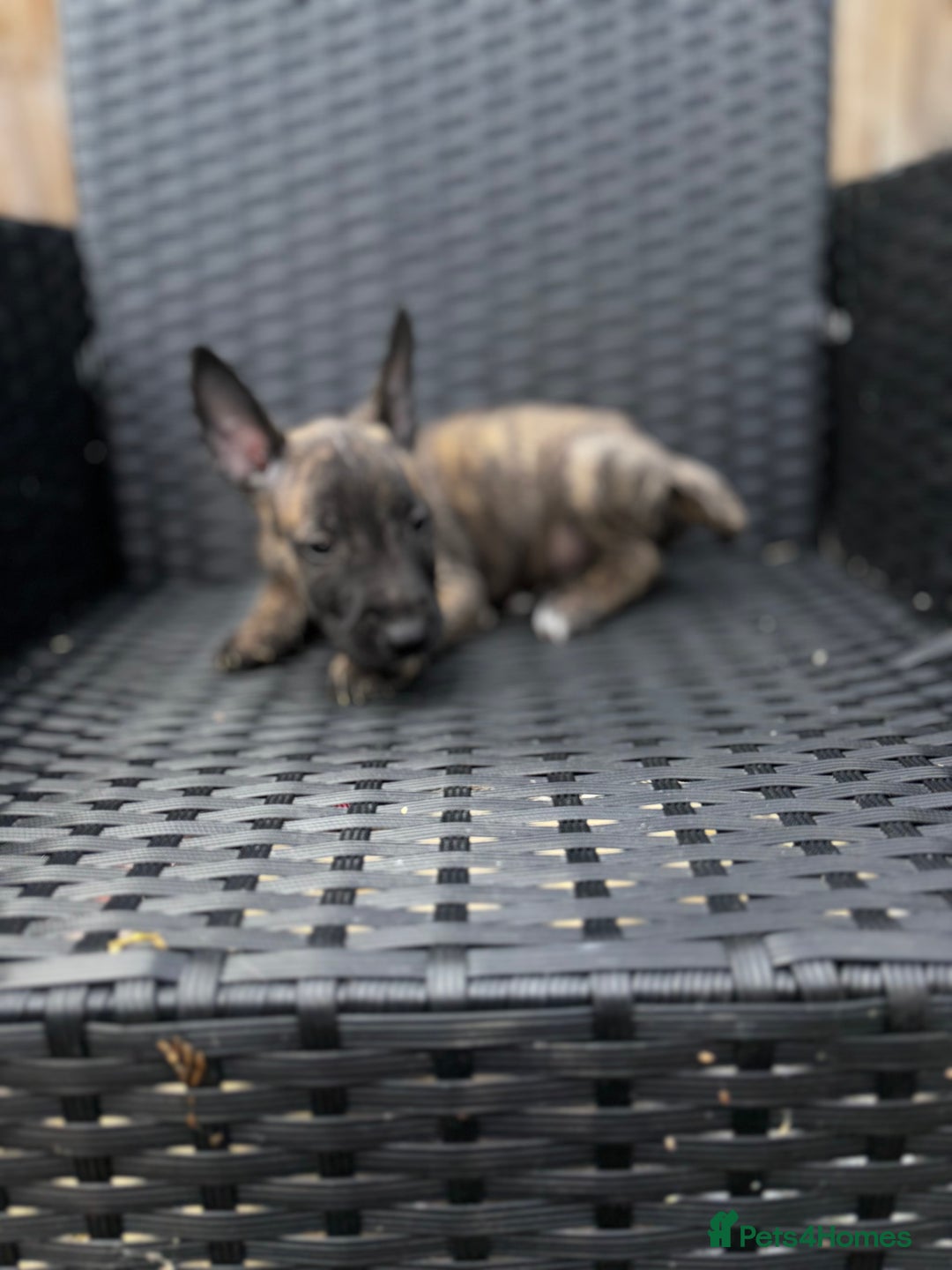 English Bull Terrier dogs for sale: English bull terrier (Working lines) - Image 6