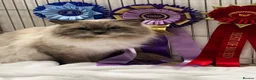 Ragdoll cats for sale: 🏆Sired by Imperial Grand Champion TICA REGISTERED - Advert 28