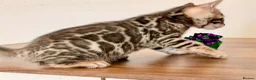 Bengal cats for sale: ⭐⭐⭐ Pedigree Bengal TICA registered Kittens ⭐⭐⭐ - Advert 11