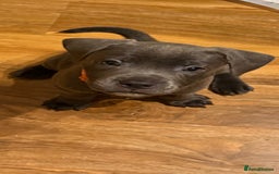 Staffordshire Bull Terrier dogs for sale: Lovely kc reg Staffordshire bull terrier puppies  - Image 19