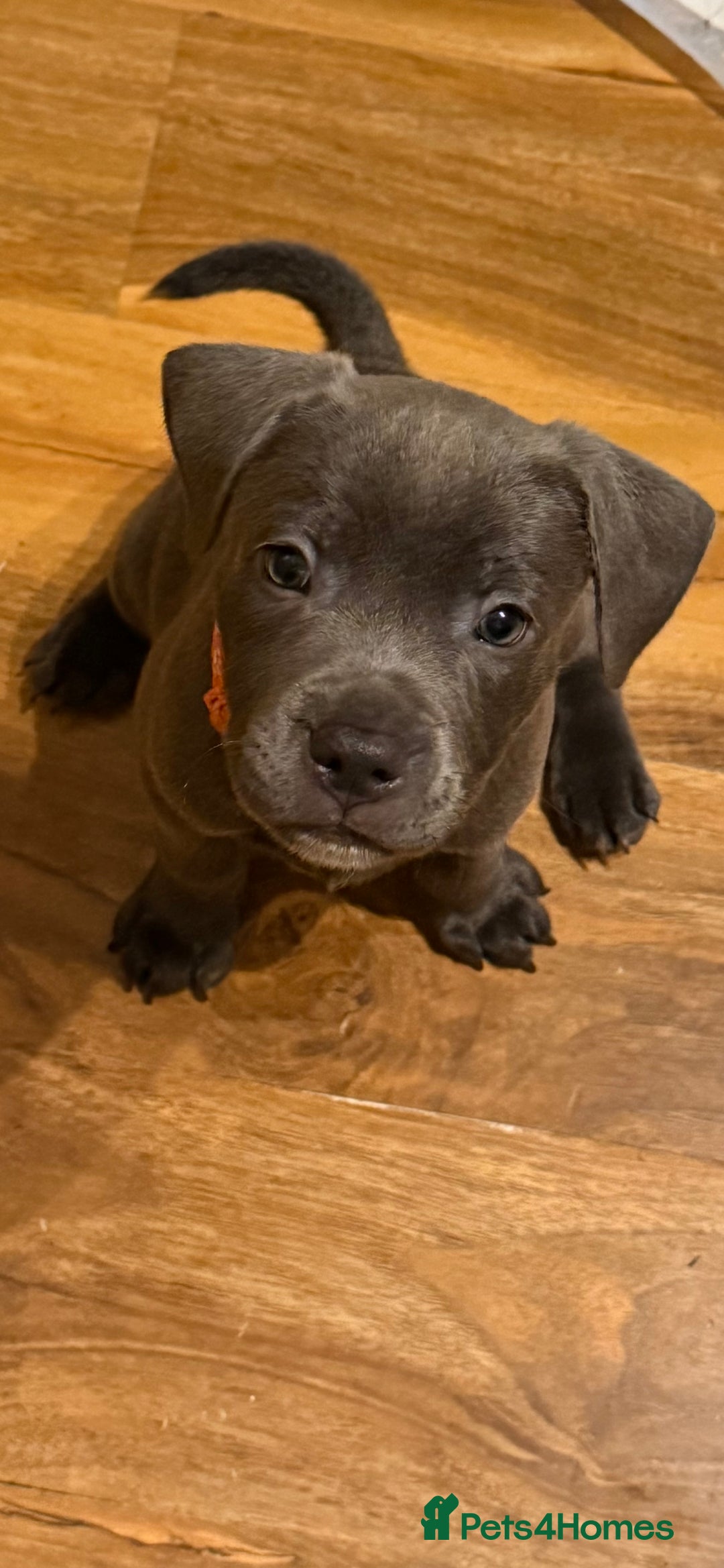 Staffordshire Bull Terrier dogs for sale: Lovely kc reg Staffordshire bull terrier puppies  - Image 19