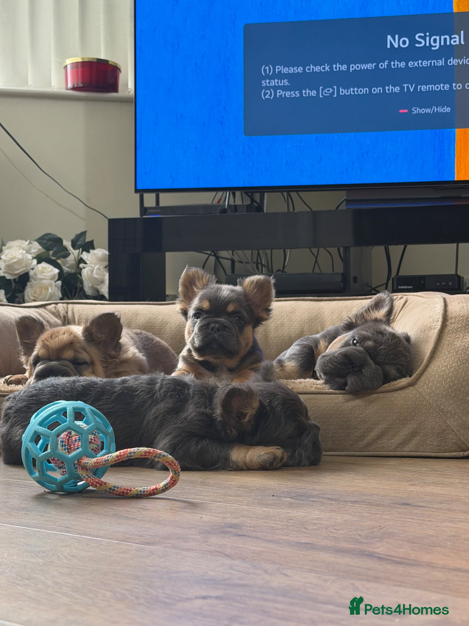 French Bulldog dogs Fluffy French Bulldog Puppies  - Advert 2