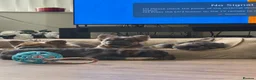 French Bulldog dogs for sale: Fluffy French Bulldog Puppies  - Advert 12