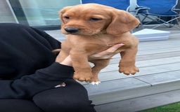 Cockerdor dogs for sale: Fox red cockador  - Image 10