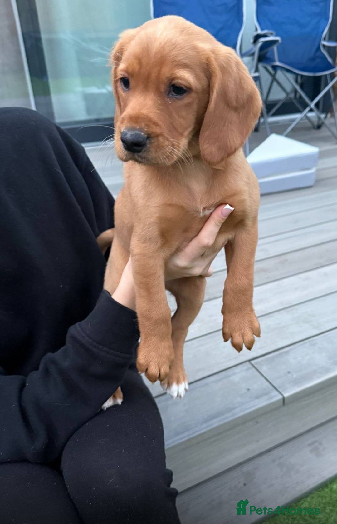 Cockerdor dogs for sale: Fox red cockador  - Image 10