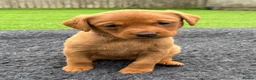 Labrador Retriever dogs for sale: Gorgeous dark Fox Red Pedigree Labs - Advert 15