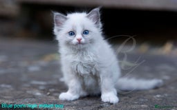 Ragdoll cats for sale: Stunning GCCF Registered Heart Melting Affection - Image 21