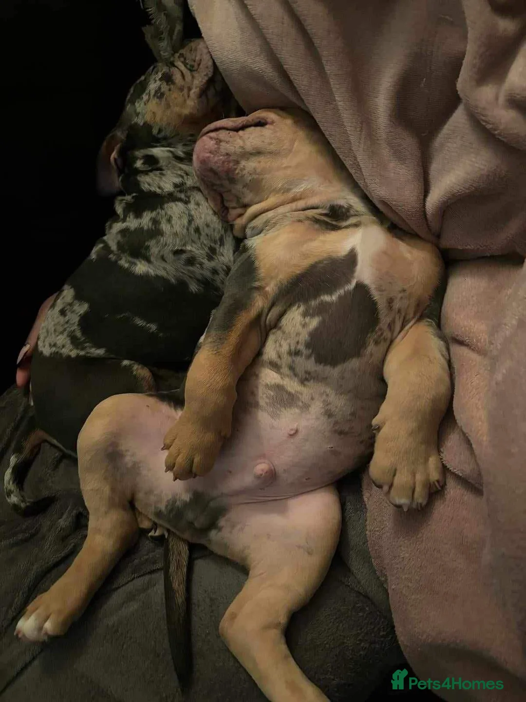 Olde English Bulldogge dogs for stud: Bullplanet's King Titan DNA/BVA Eye/BVA Hip/Elbow in Northallerton - Advert 18