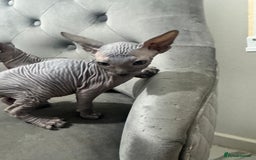 Sphynx cats for sale: ✨ 3 Beautiful Sphynx Kittens – 2 Boys & 1 Girl ✨ - Image 3
