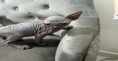 Sphynx cats - Advert 9