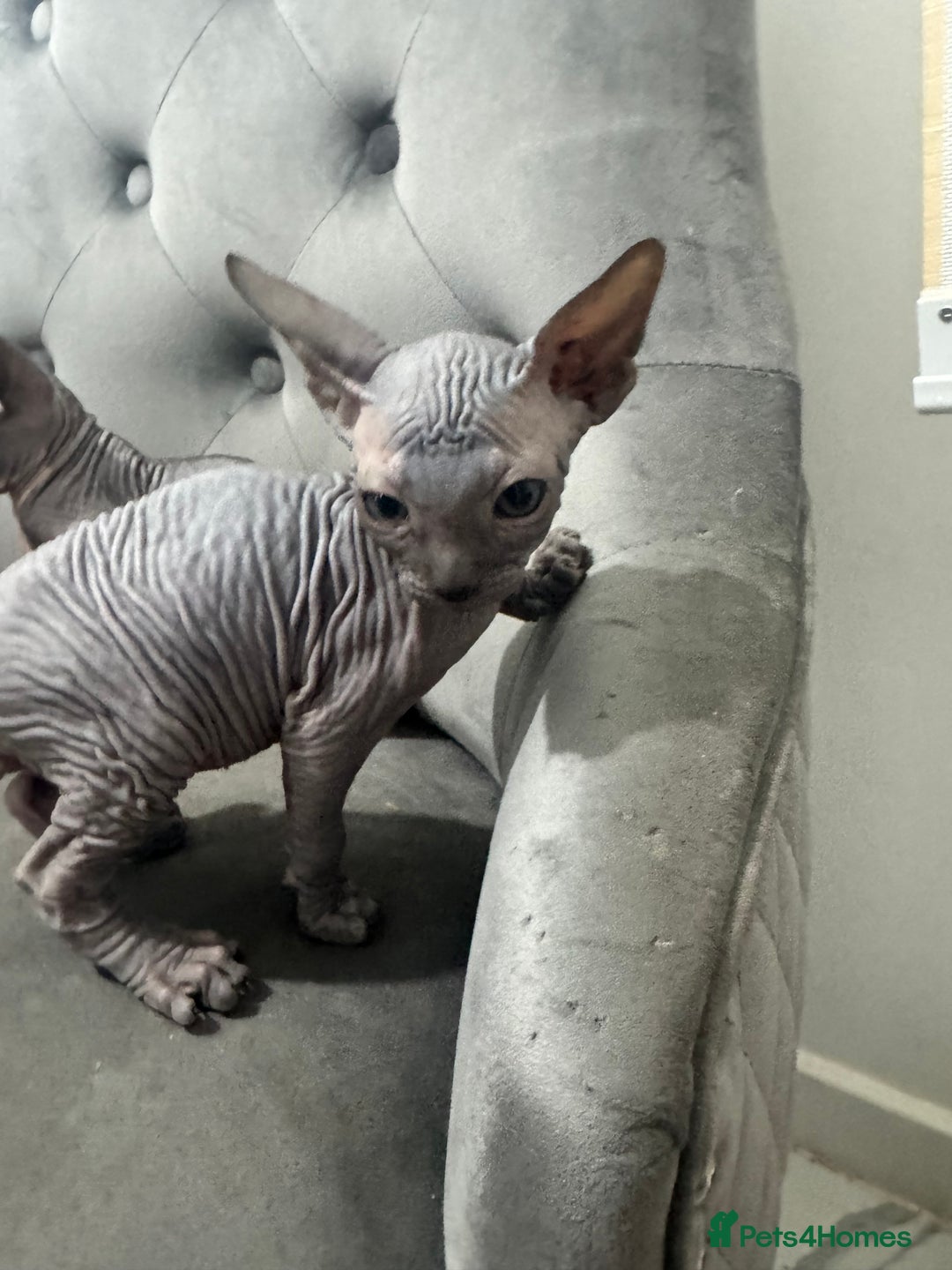 Sphynx cats for sale: ✨ 3 Beautiful Sphynx Kittens – 2 Boys & 1 Girl ✨ - Image 3