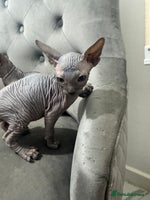 Sphynx cats - Advert 13
