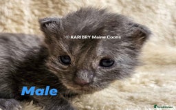 Maine Coon cats for sale: Quality Maine Coon kittens TICA registered  - Image 8