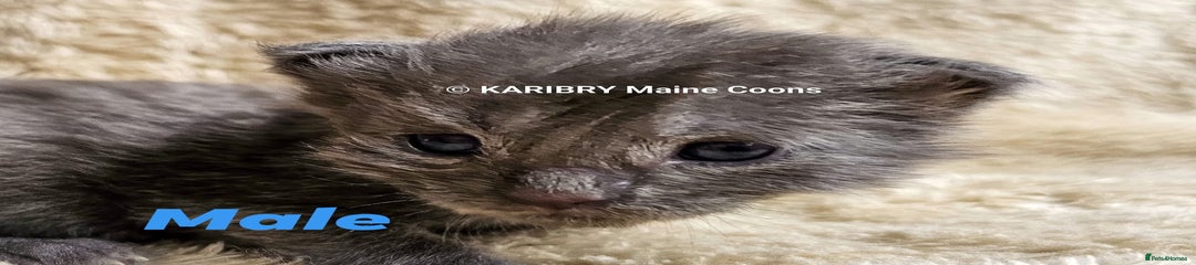 Maine Coon Kitten 5