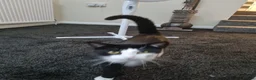 British Shorthair cats for sale: Male kitten  - Advert 2