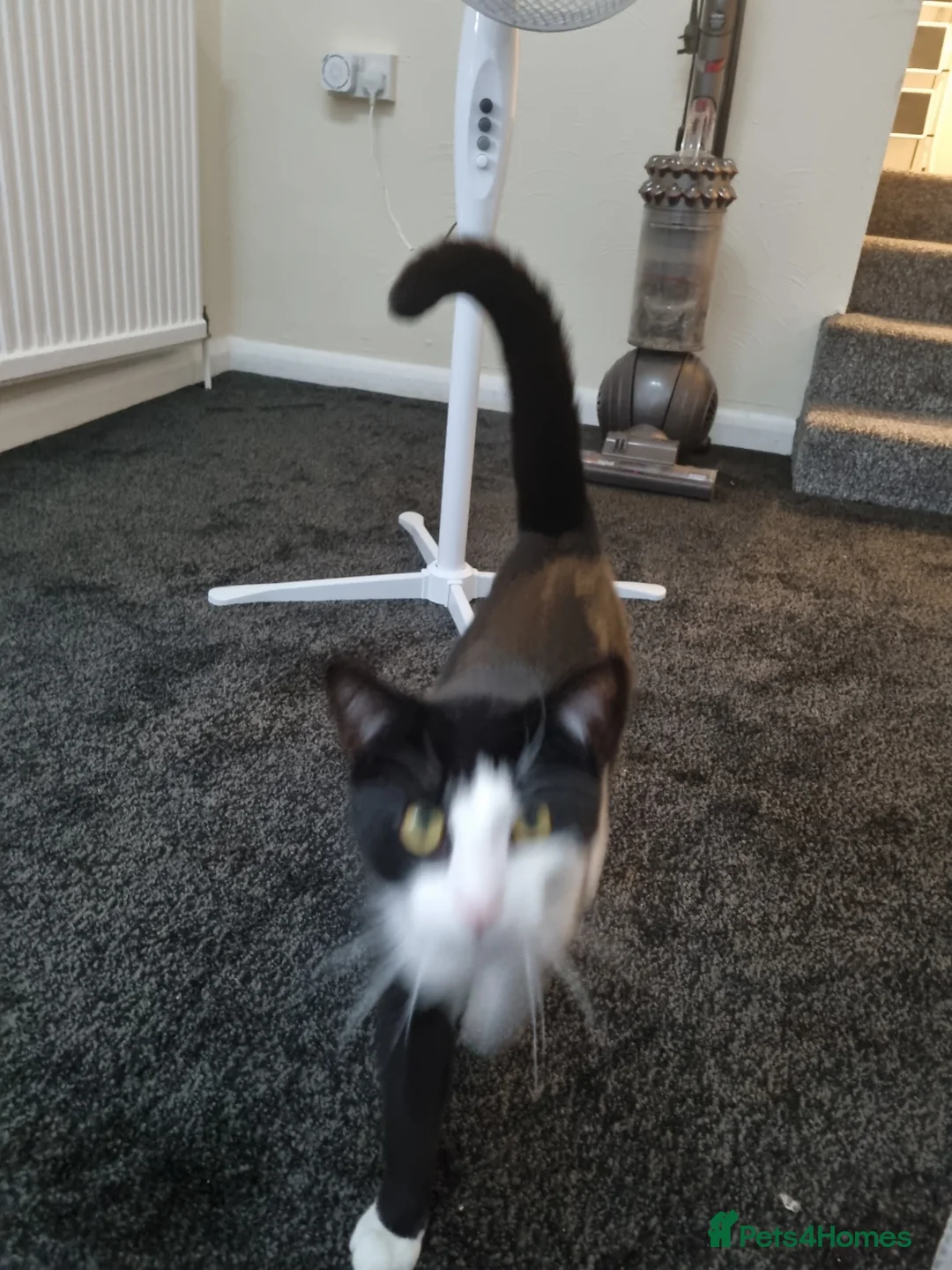 British Shorthair cats for sale: Male kitten  - Advert 2