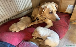 Labrador Retriever dogs for sale: Labrador retrievers  - Image 10