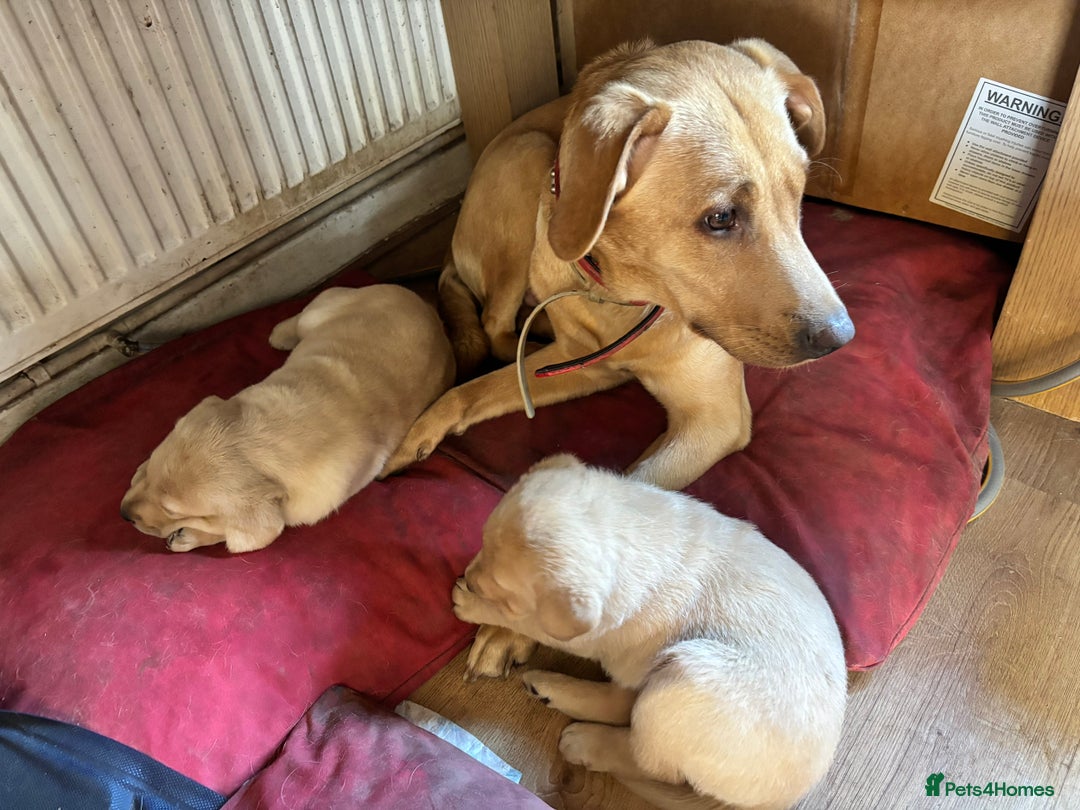 Labrador Retriever dogs for sale: Labrador retrievers  - Image 10